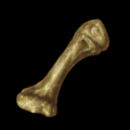 Heckran Bone.png