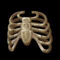 Sturdy Ribs.png