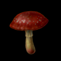 Mushroom.png